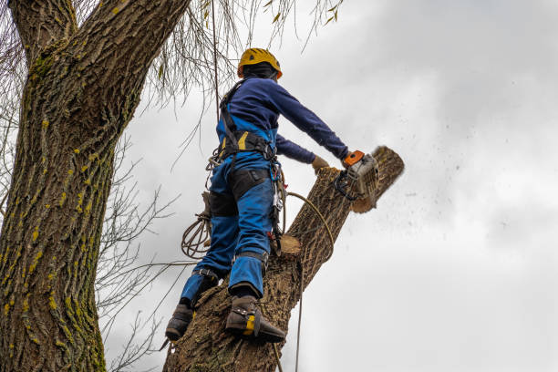 Professional Tree Service in Lawson, MO